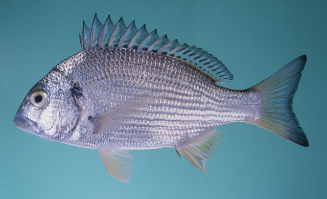 Acanthopagrus latus